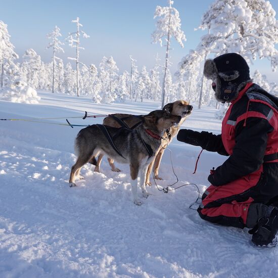 Christmas time with northern lights and huskies