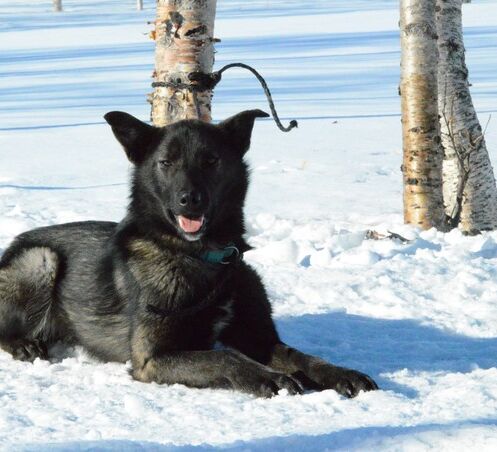 Abisko National Park Husky Expedition