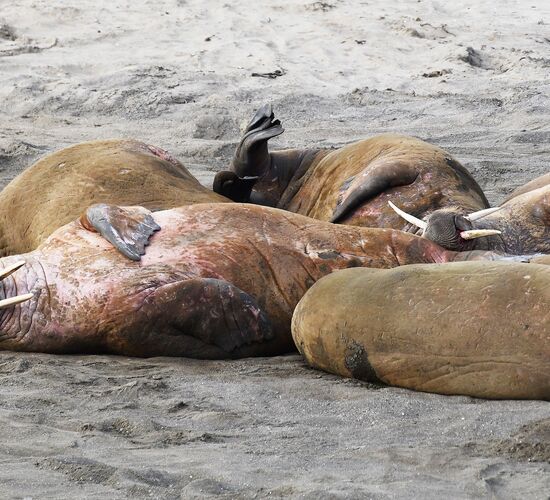 Svalbard circumnavigation - In the realm of the polar bears © Spitzbergen