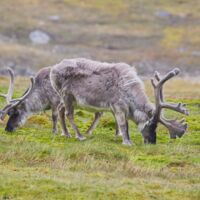© Nordspitzbergen