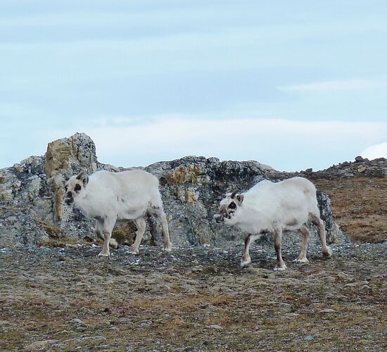 Süd-Spitzbergen - Bäreninsel - Norwegen © Nordspitzbergen