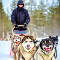 dog sledding tours finland