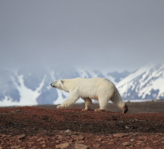 Spitsbergen Circumnavigation including Nordaustlandet © Spitzbergen