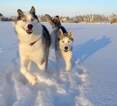 Fjälltour durch Lapplands Wildnis © Huskycamp Gasa