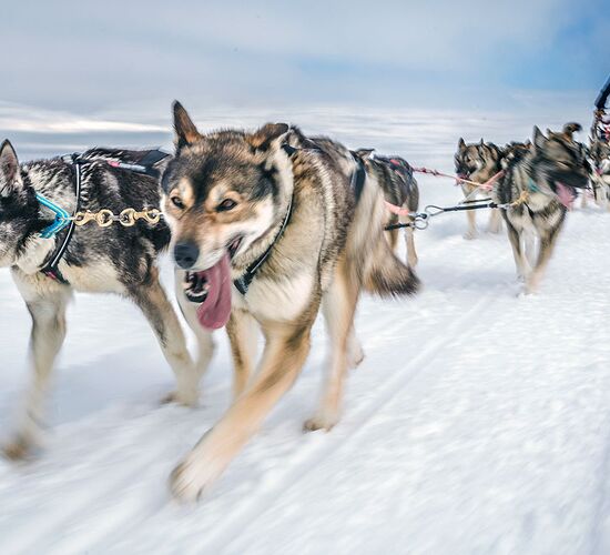 Pure wilderness on husky sled