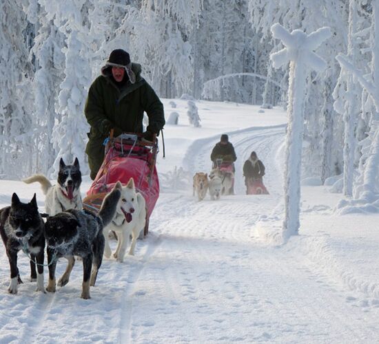 Weihnachts- und Silvesterspezial mit Huskys und Rentieren © frosty trails