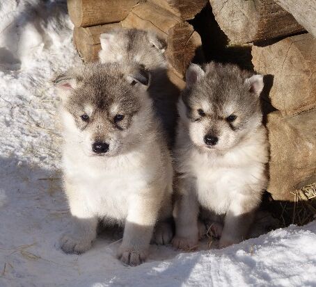 Anspruchsvolles Reiterabenteuer in Lappland © wilderness huskies siperia