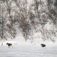 © into the wild husky tours norway