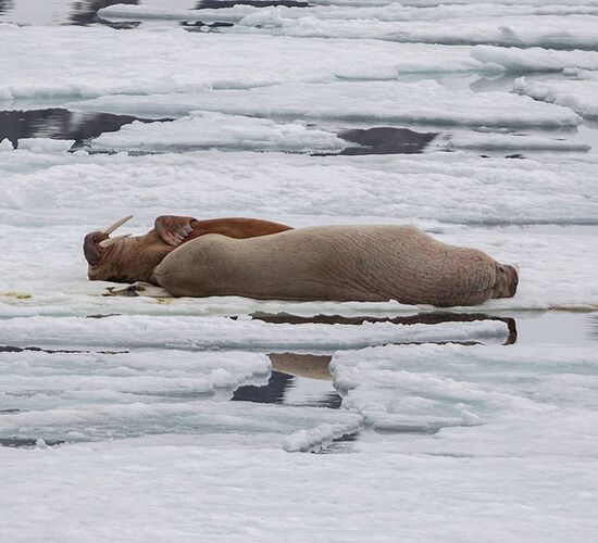 Svalbard In Depth - Land, Sea and Ice © svalbard scotland circumnavigation and odysse