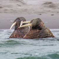 © svalbard scotland circumnavigation and odysse