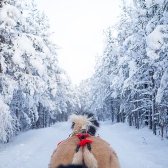 © apukka resort