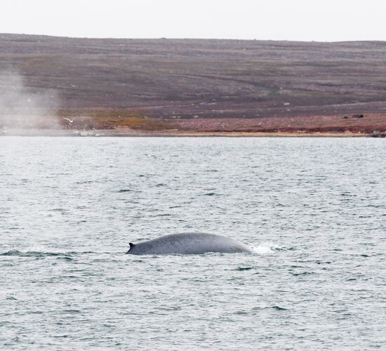 Arctic Ocean Expedition © Spitzbergen