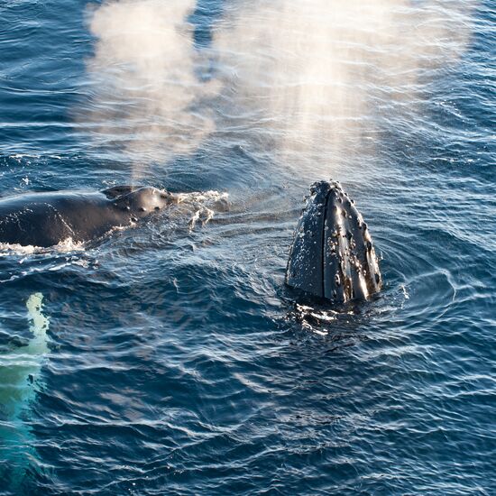 Arktischer Sommer in Nord Spitzbergen