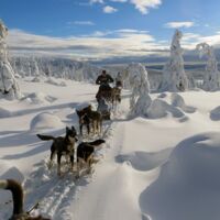 © petterkarlsson