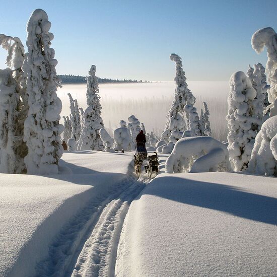 Dog Sledding Tour Scandinavia: the beautiful Vindelfjällens Nature Reserve