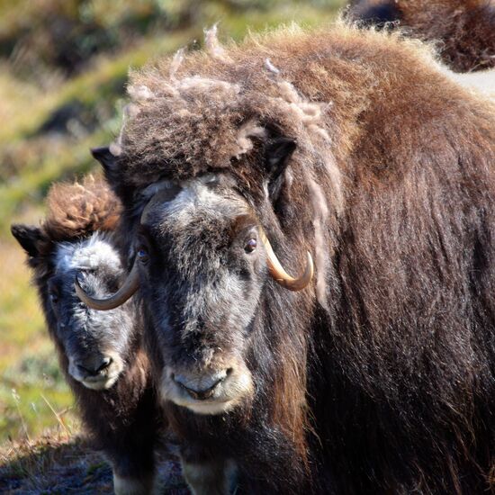 Greenland Discovery Voyage