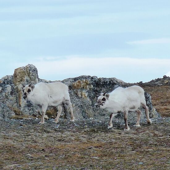 Südspitzbergen & Bäreninsel Explorer