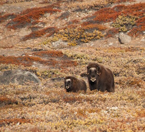 Spitzbergen - Nordost-Grönland - Scoresby Sund, inkl. langen Wanderungen © Grönland