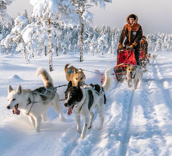 Weihnachts- und Silvesterspezial mit Huskys und Rentieren © frosty trails