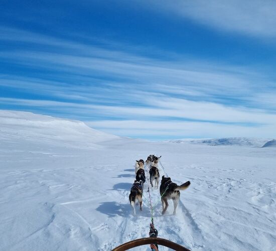 Arctic Husky Adventure in Finnish Lapland © slominski arctic safaris