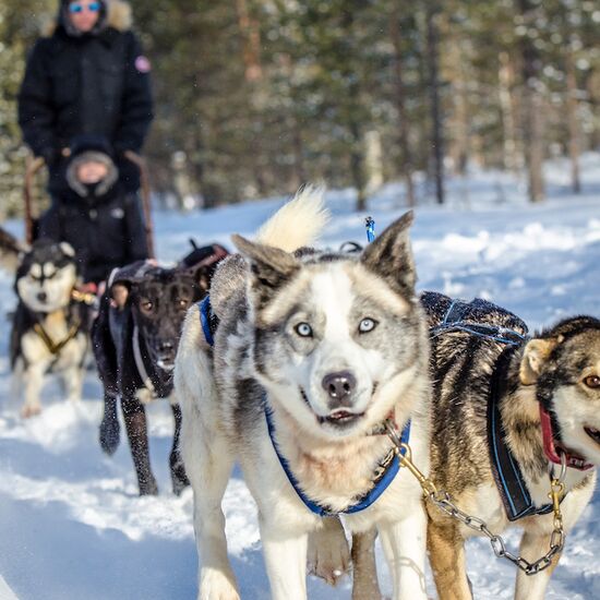 Arctic Husky Adventure in Finnish Lapland