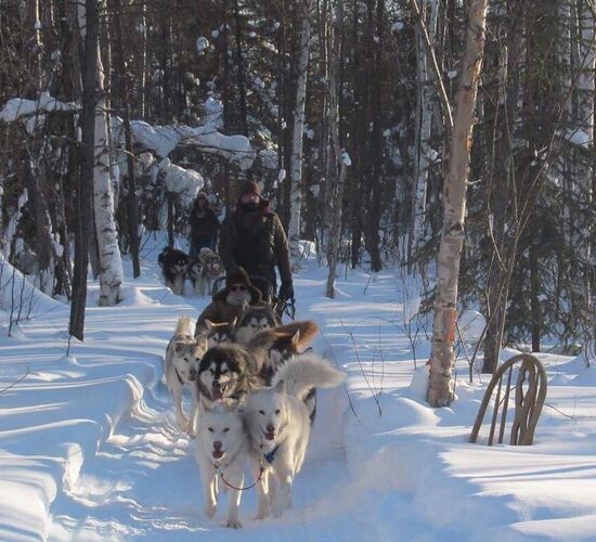 Alaskan Malamute Abenteuer in Alaska © firewalkerkennel