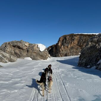 © arctic dog adventure co
