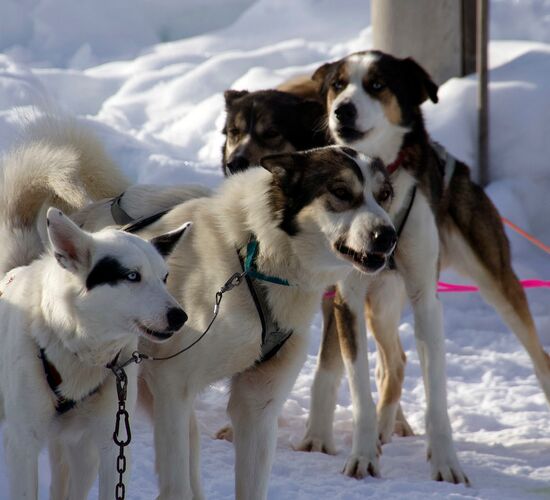 Bilder (67) Huskykompaniet