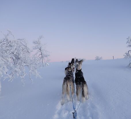 Anspruchsvolles Reiterabenteuer in Lappland © wilderness huskies siperia