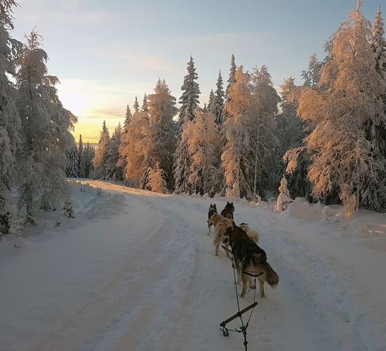 Back to Nature with Huskies and Reindeer © arctic hearts