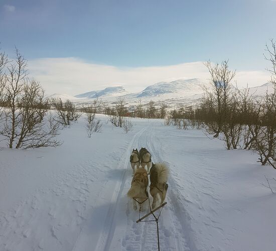 Back to Nature with Huskies and Reindeer © arctic hearts