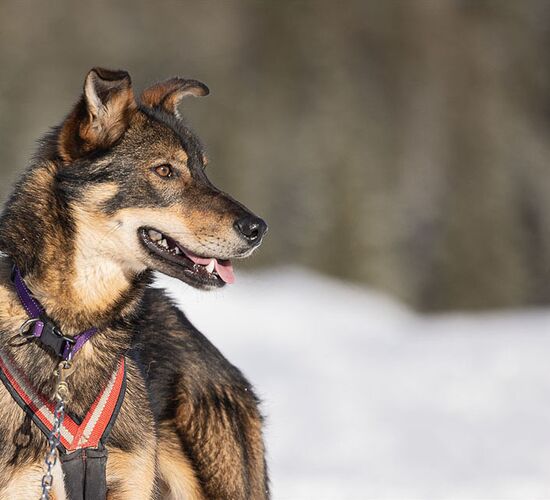 © Wilma Ritsema Hollander