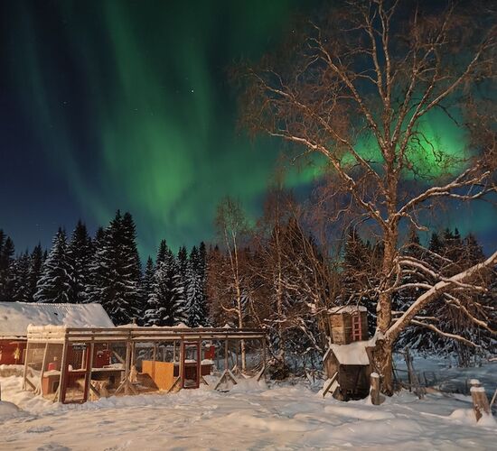 Husky holidays in Sweden's wilderness © nordic husky farm