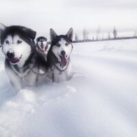 Alaskan Malamute Abenteuer in Alaska