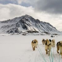 Hundeschlittentour Grönland: Expeditionsabenteuer im ewigen Eis