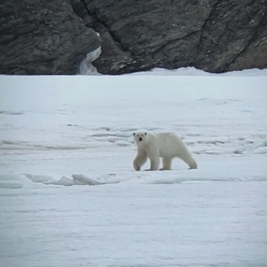 Segelreise Spitzbergen: Mit dem Segelboot zu den Eisbären