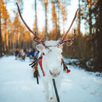 © apukka resort