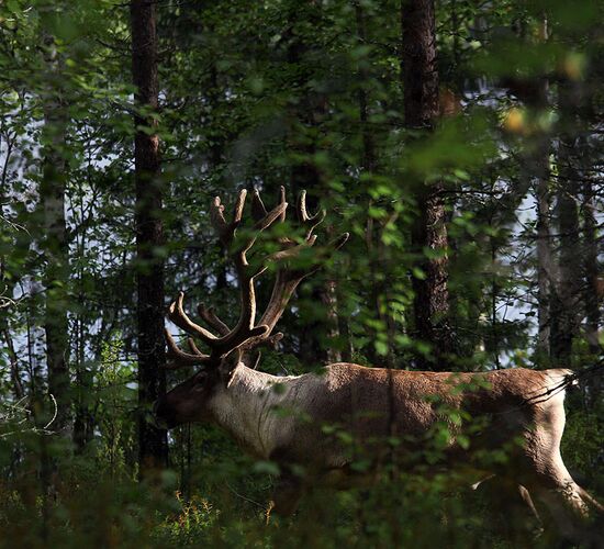Reiturlaub Finnland © Nature Point Paljakka