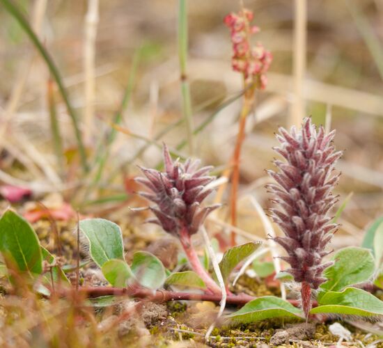 Arktischer Ozean - Jan Mayen, Eisrand, Spitzbergen, Vogelbeobachtung © Drei Inseln