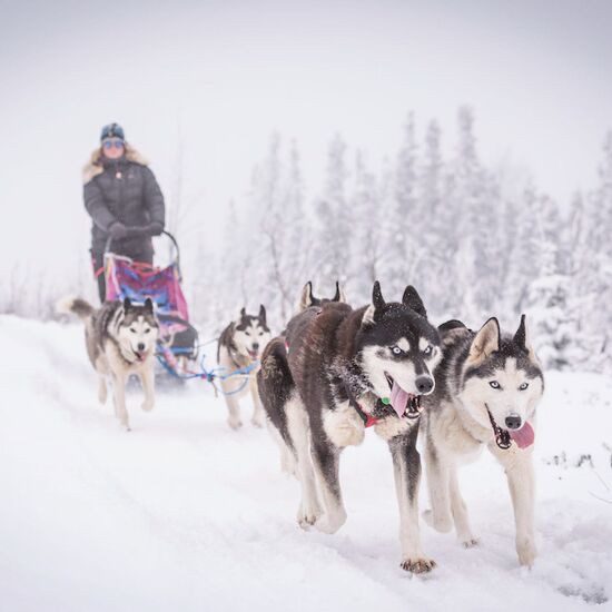 Husky-Abenteuer mit Zeltübernachtung © arctic dog adventure co