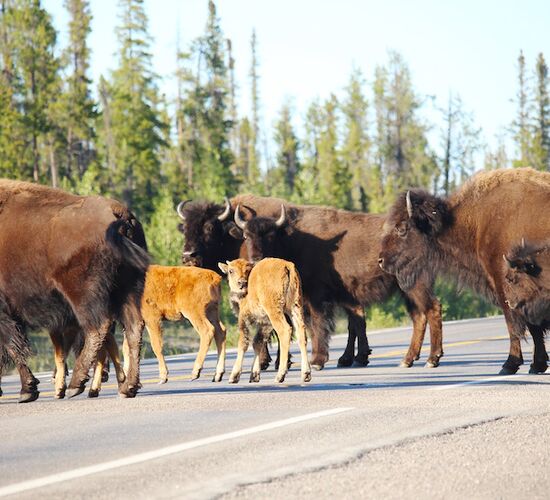 Indigenous cultural trip to the Auroras © north star adventures