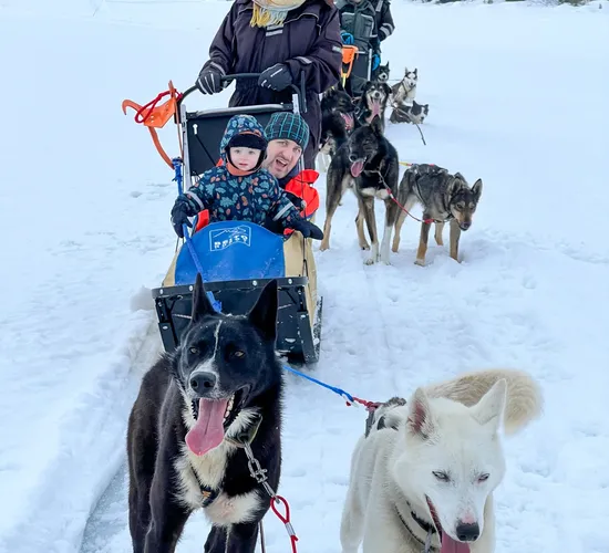 Husky Musher Erlebnis in Norwegens Winterbergen © beito husky
