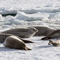 © Antarktis jenseits polarkreis wilkins schelfeis aurora australis