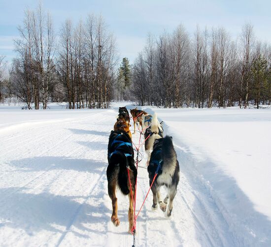 Lapplands Wildnis mit dem eigenen Hundeschlitten © huskykompaniet