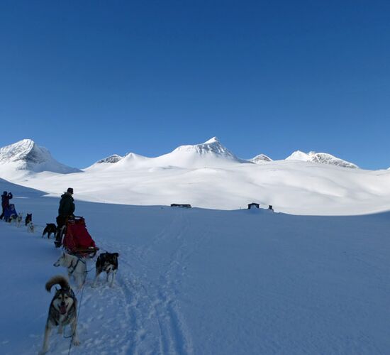 Weihnachts- und Silvesterspezial mit Huskys und Rentieren © frosty trails