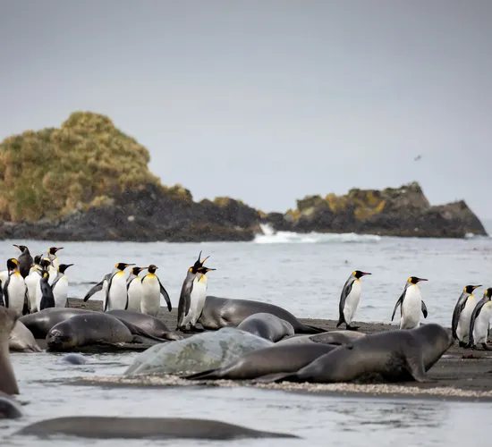 Pinguine des fernen Südens: Falklandinseln, Südgeorgien und Antarktis © pinguine des fernen suedens