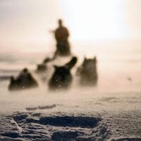 © into the wild husky tours norway