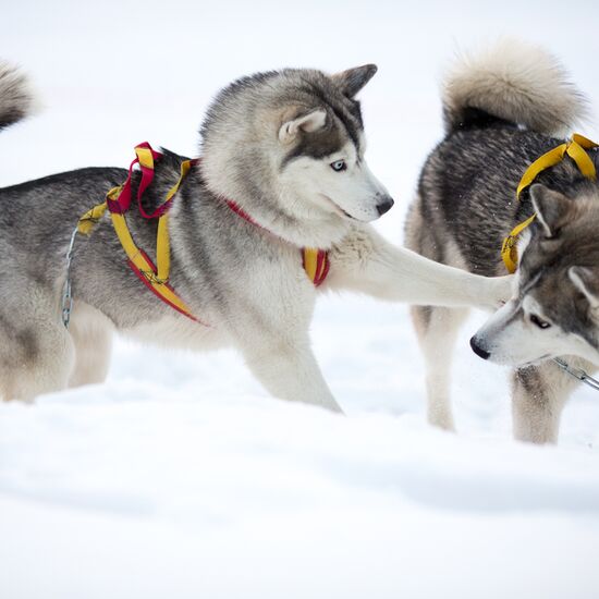 Silvester Hundeschlittentour in Lappland