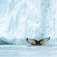 © ultimate greenland adventure