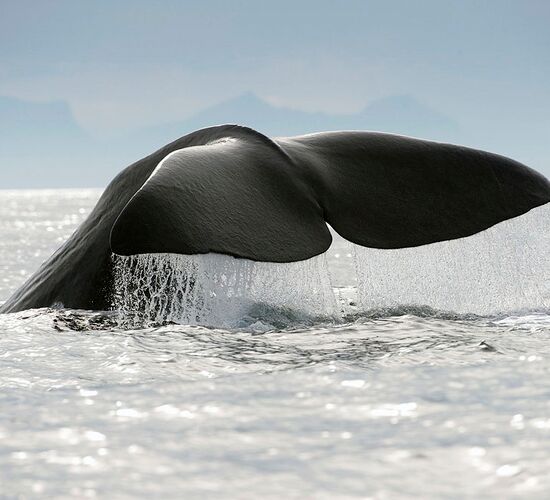 Whale watching and Northern Lights from Reisafjord